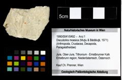 Foto (Objekt + Etiketten) von Discutiolira moesica (Muţiu & Bădăluţă, 1971) 